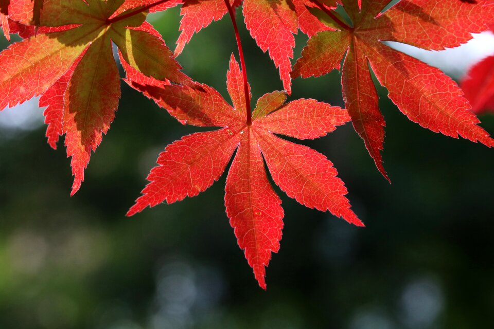 Maple leaf wood