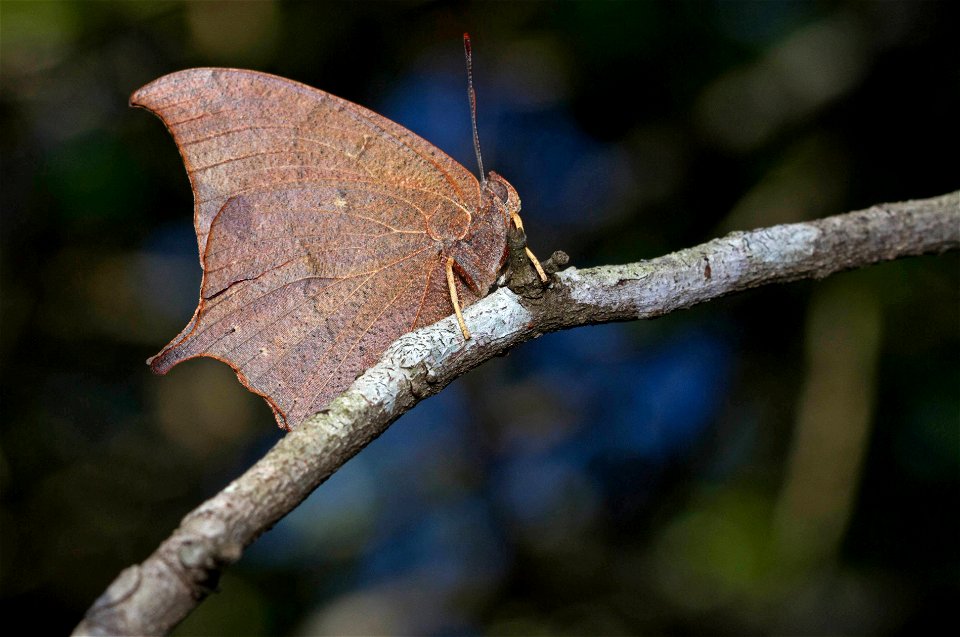 Goatweed Leafwing (Nymphalidae, Anaea andria)