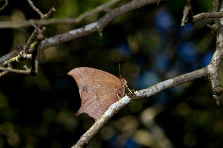 Goatweed Leafwing (Nymphalidae, Anaea andria) photo