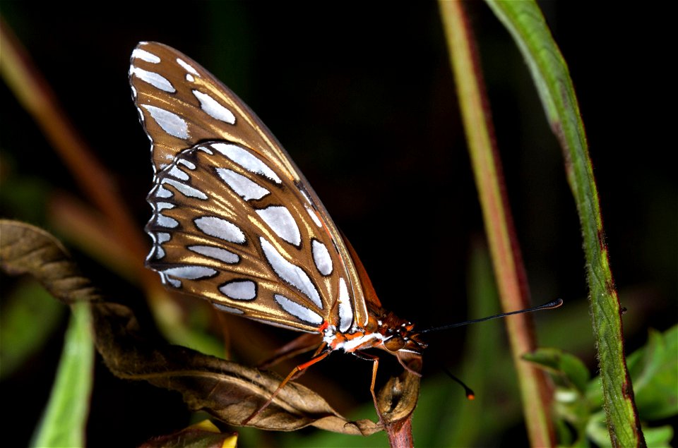 Gulf Fritillary (Nymphalidae, Agraulis vanillae)