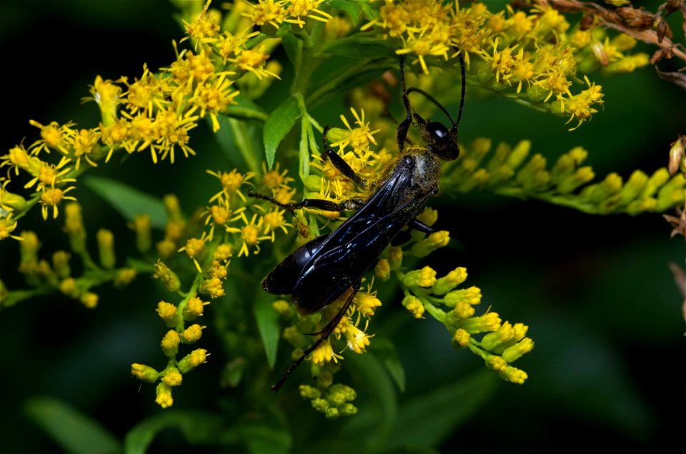 Great Black Wasp (Sphecidae, Sphex pensylvanicus)
