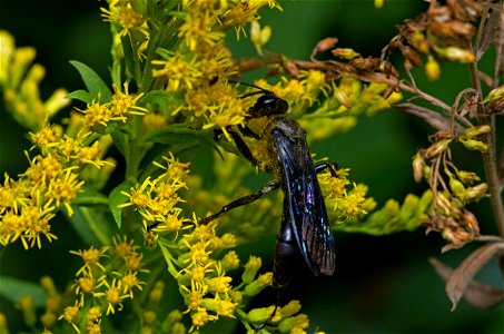 Great Black Wasp (Sphecidae, Sphex pensylvanicus)