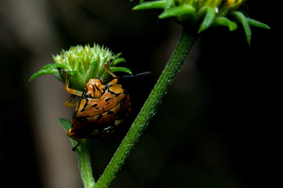 Green Stink Bug (Pentatomidae, Chinavia marginata)