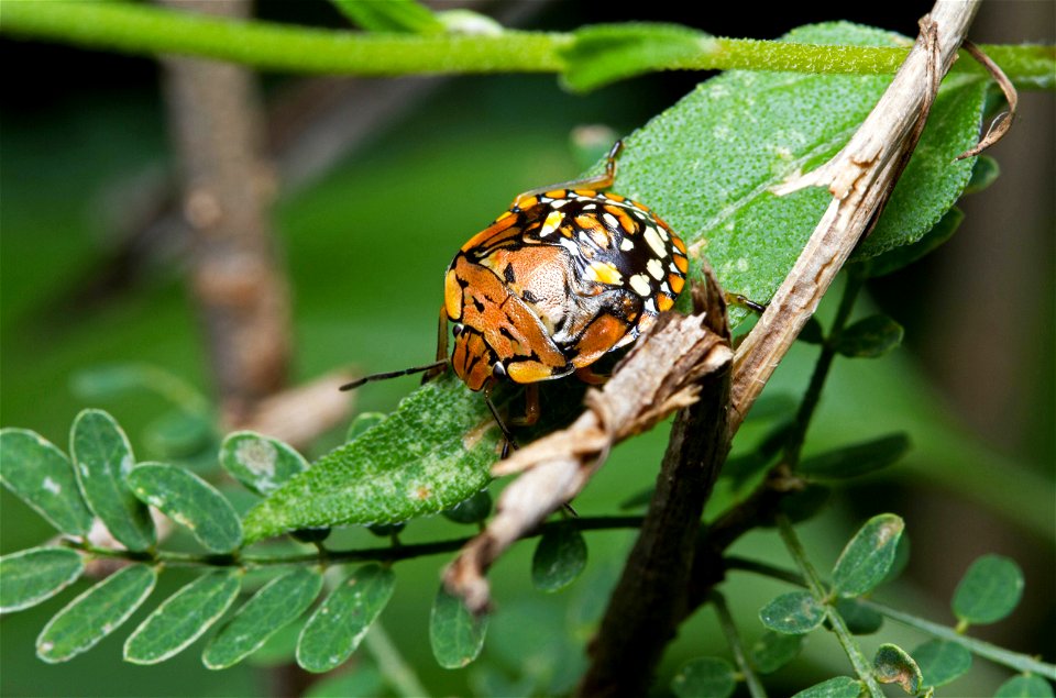 Green Stink Bug (Pentatomidae, Chinavia marginata)