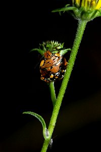 Green Stink Bug (Pentatomidae, Chinavia marginata)