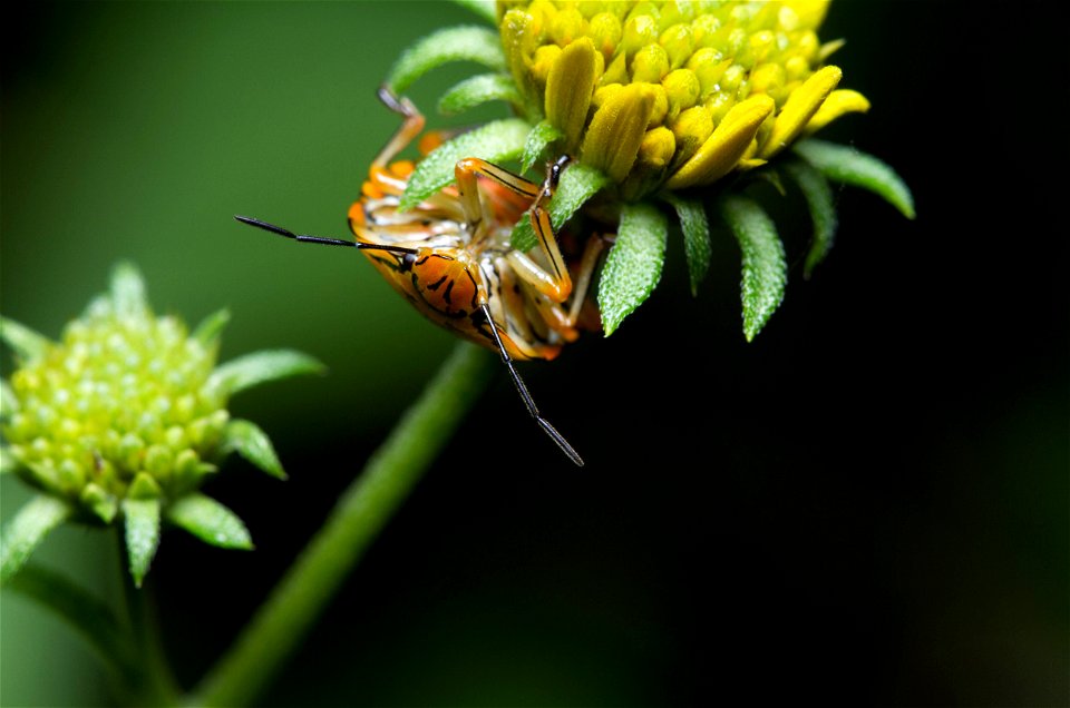 Green Stink Bug (Pentatomidae, Chinavia marginata)