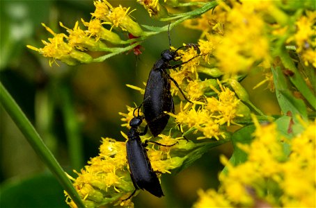 Black Blister Beetle (Meloidae, Epicauta pennsylvanica)