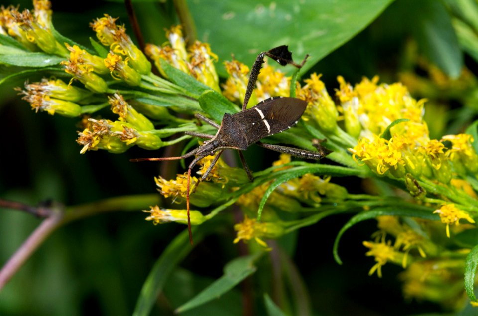 Eastern Leaf-footed Bug (Coreidae, Leptoglossus phyllopus)