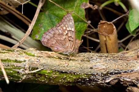Tawny Emperor (Nymphalidae, Asterocampa clyton)