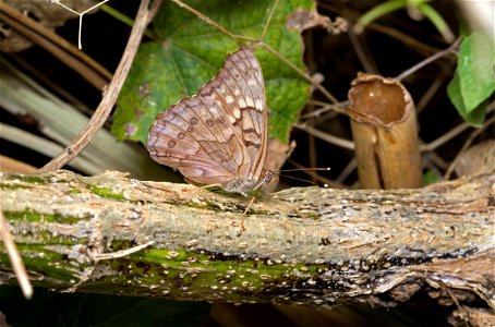 Tawny Emperor (Nymphalidae, Asterocampa clyton) photo