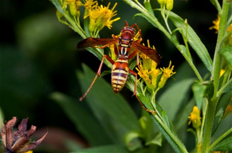 Paper wasp (Vespidae, Polistes apachus) photo