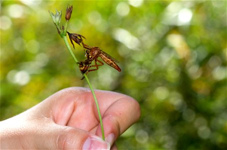 Hanging-thief predating on potter wasp (Asilidae, Diogmites sp.)