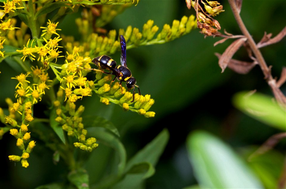 Potter wasp (Vespidae, Euodynerus foraminatus)