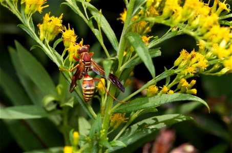Paper wasp (Vespidae, Polistes apachus) photo