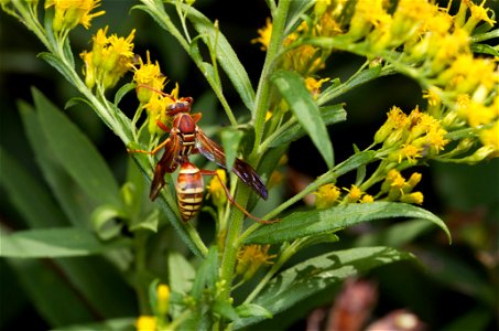 Paper wasp (Vespidae, Polistes apachus)