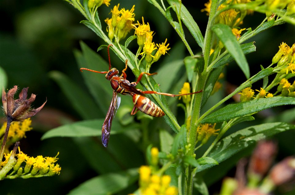 Paper wasp (Vespidae, Polistes apachus)
