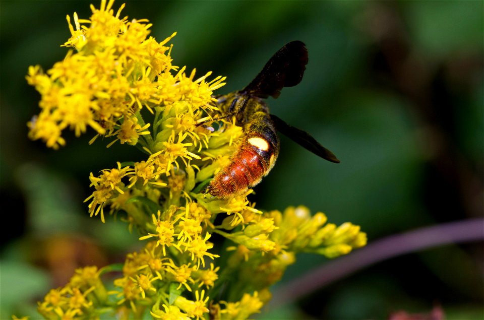 Blue-winged wasp (Scoliidae, Scolia dubia)