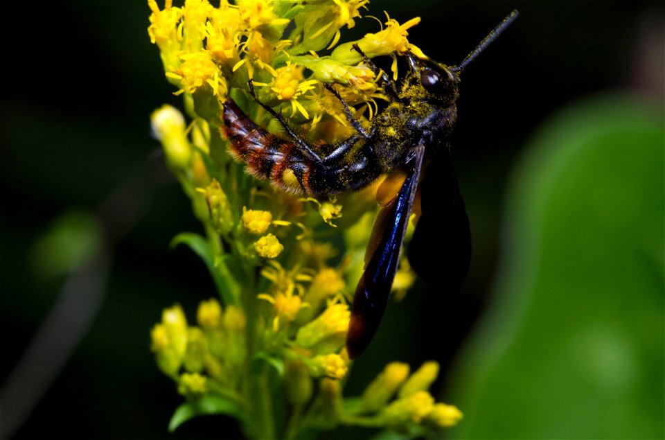 Blue-winged wasp (Scoliidae, Scolia dubia)