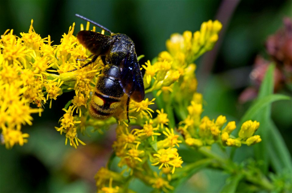 Blue-winged wasp (Scoliidae, Scolia dubia)