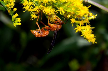 Red paper wasp, male (Vespidae, Polistes carolina)