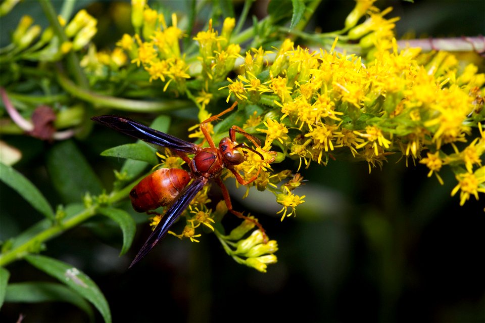 Red paper wasp, male (Vespidae, Polistes carolina)