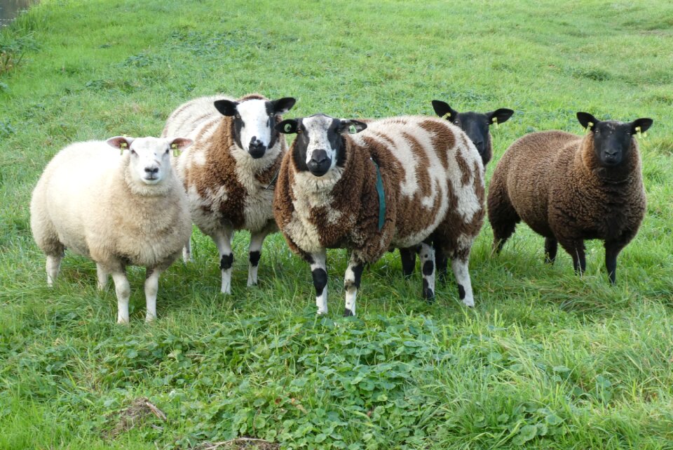 Animals herd cattle