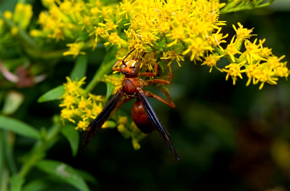 Red paper wasp, male (Vespidae, Polistes carolina)