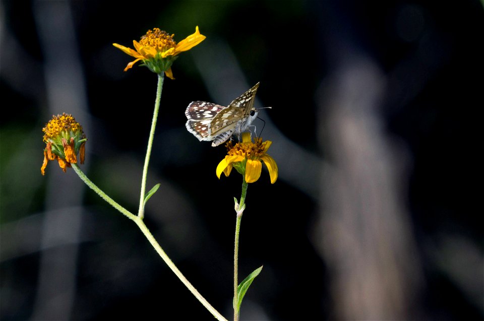 Checkered Skipper (Hesperiidae, Pyrgus sp.)