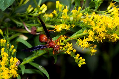 Red paper wasp, male (Vespidae, Polistes carolina) photo