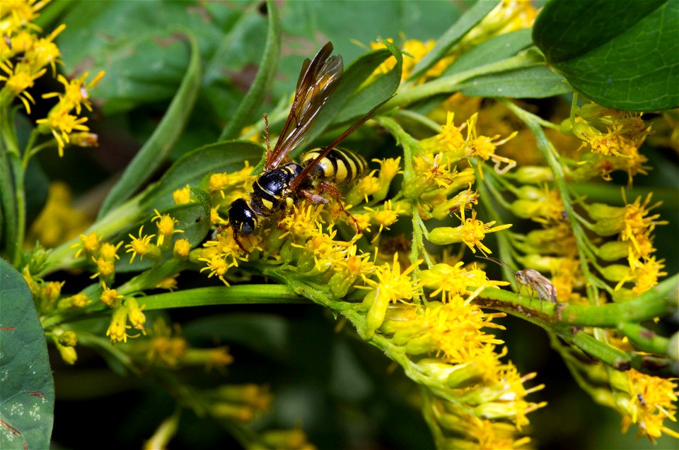Thynnid wasp (Thynnidae, Myzinum maculatum)