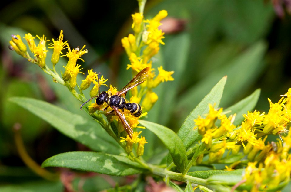 Crabronid wasp (Crabronidae, Cerceris sp.)