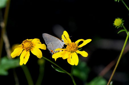 Gray Hairstreak (Lycaenidae, Strymon melinus)