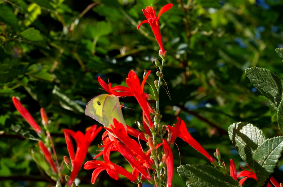 Southern Dogface (Pieridae, Zerene cesonia)