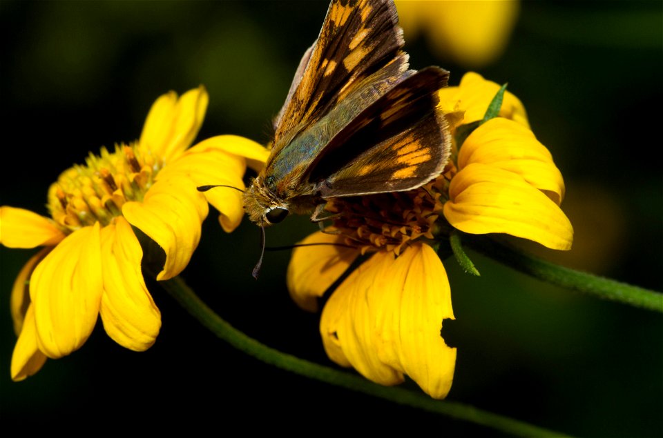 Fiery Skipper (Hesperiidae, Hylephila phyleus)