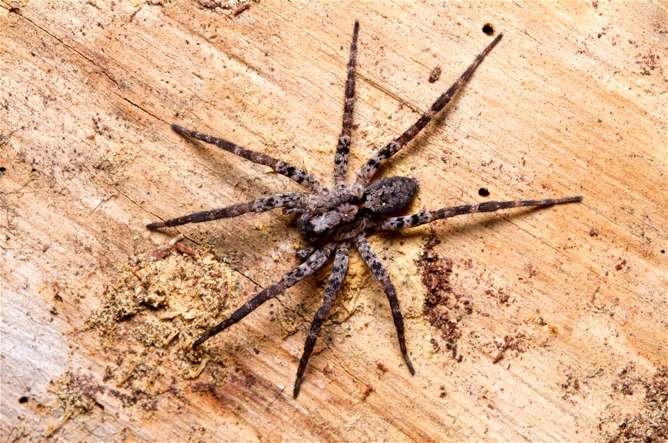 Wolf spider (Lycosidae)