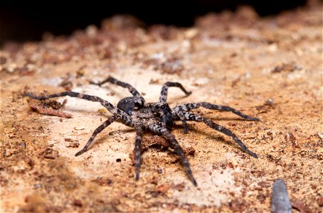 Wolf spider (Lycosidae)
