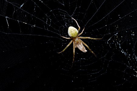 Orbweaver (Araneidae, Acacesia hamata)