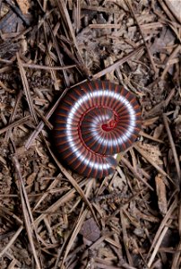 American Giant Millipede (Spirobolidae, Narceus americanus/annularis complex)