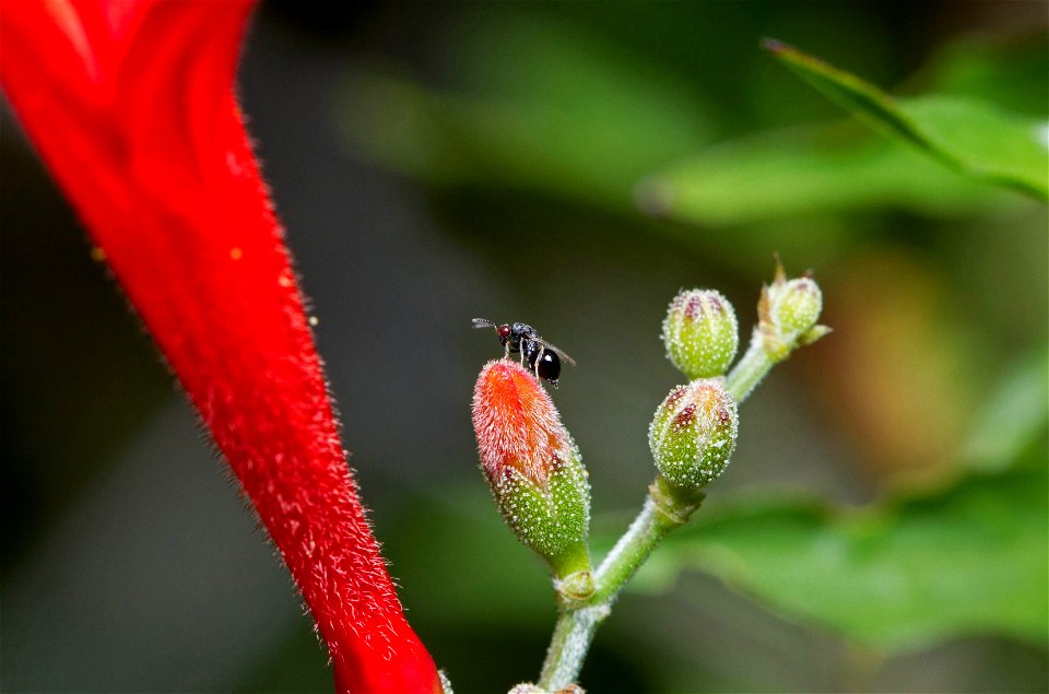 Seed chalcid (Hymenoptera, Eurotymidae)