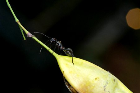 Texas Bow-legged Bug, ant-mimicking nymph at late instar (Alydidae, Hyalymenus tarsatus)