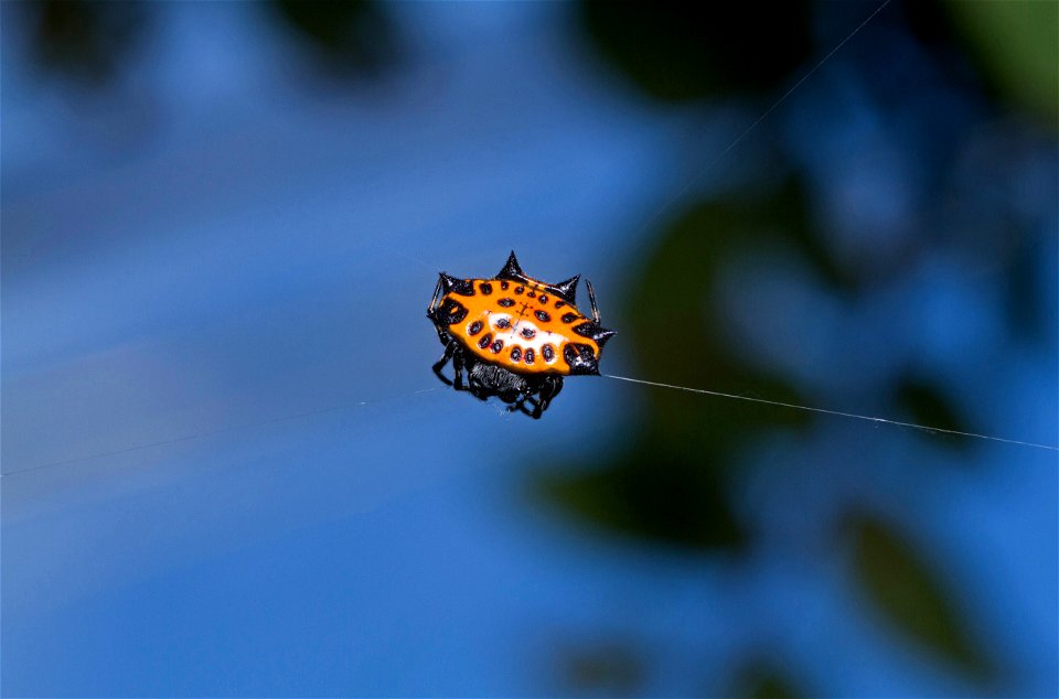 Spinybacked orbweaver (Araneidae, Gasteracantha cancriformis)