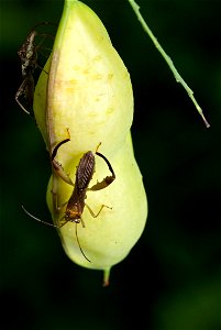 Texas Bow-legged Bug (Alydidae, Hyalymenus tarsatus)