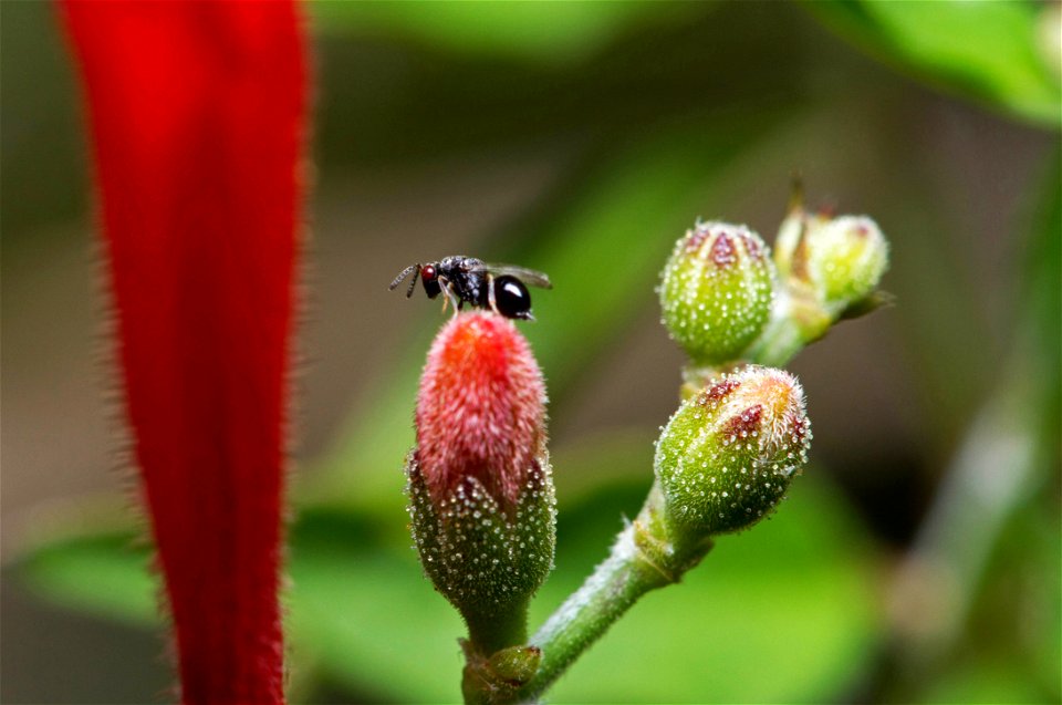 Seed chalcid (Hymenoptera, Eurotymidae)