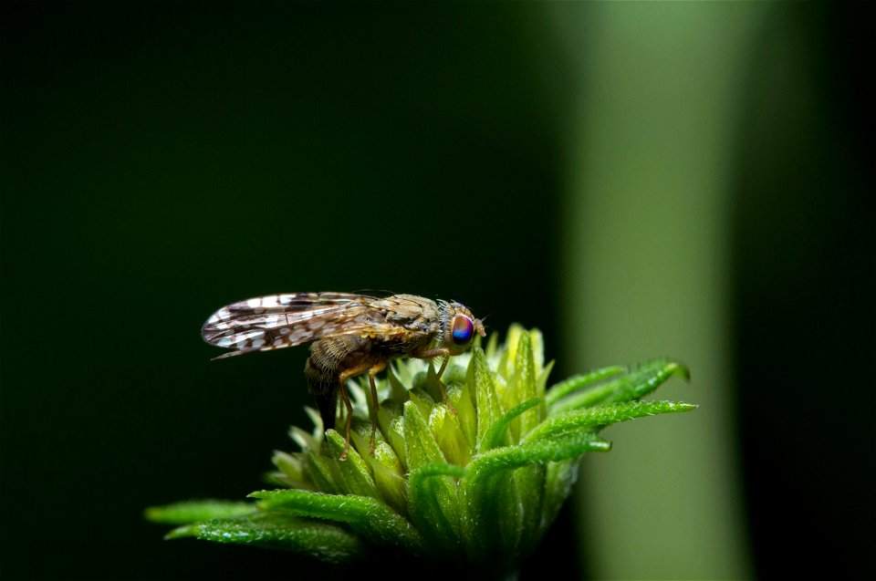 Fruit fly (Diptera, Tephritidae)