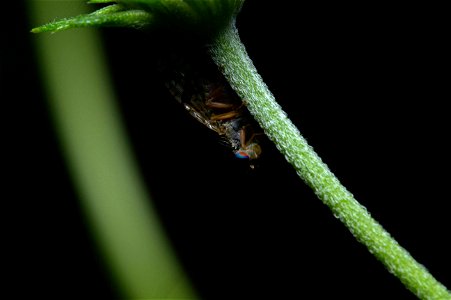 Fruit fly (Diptera, Tephritidae) photo