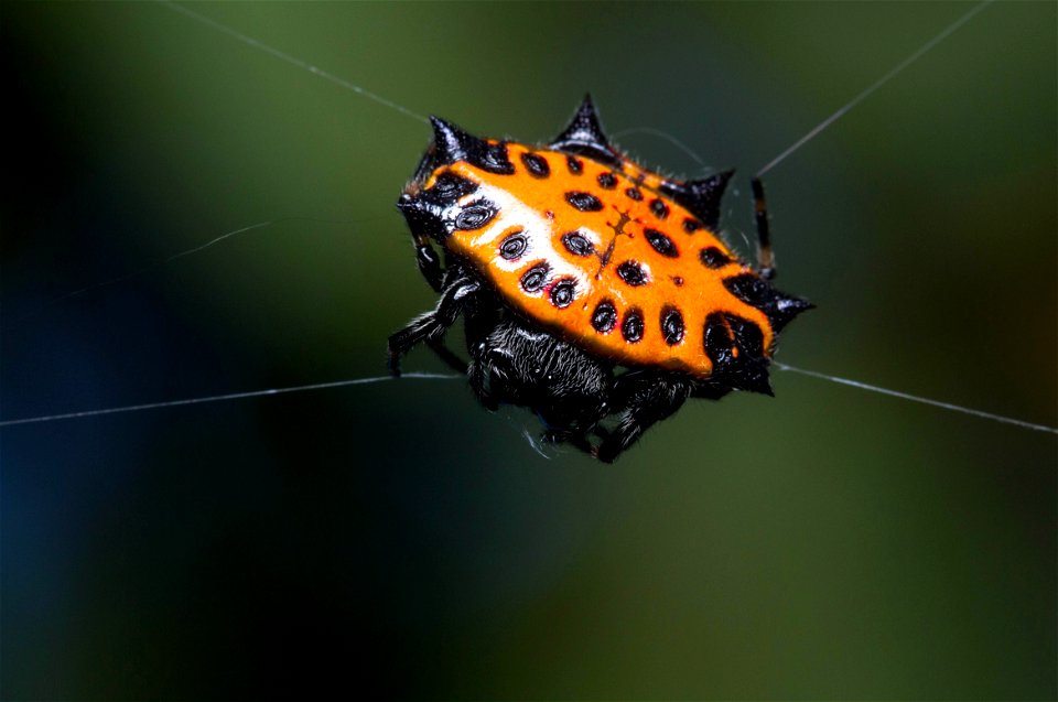 Spinybacked orbweaver (Araneidae, Gasteracantha cancriformis)