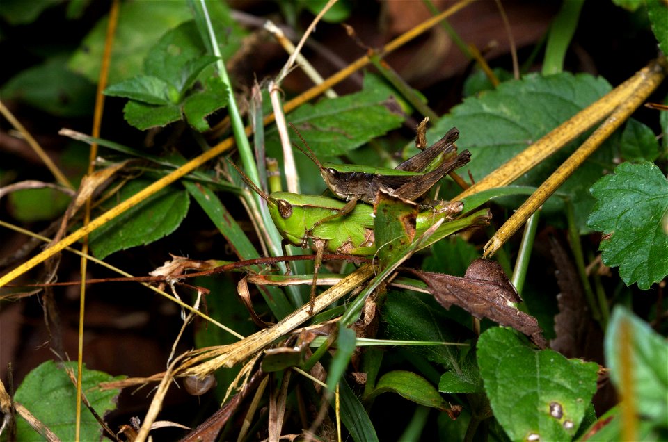 Short-horned Grasshoppers (Acrididae)