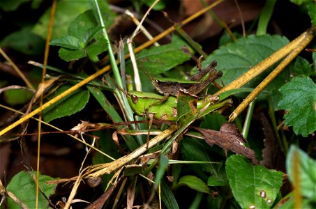 Short-horned Grasshoppers (Acrididae) photo