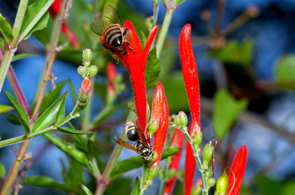 Honey Bee (top; Apidae, Apis mellifera) and Honey Wasp (Vespidae, Brachygastra mellifica)