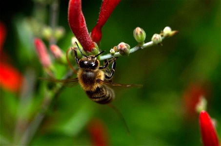 Honey bee on flame acanthus (Apidae, Apis mellifera) photo